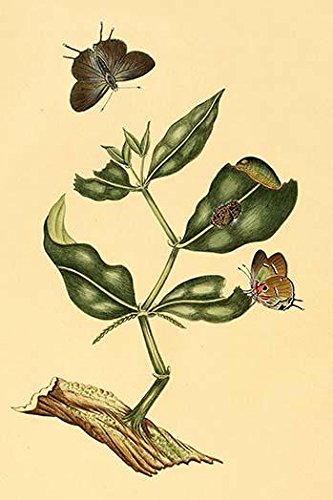 Surinam Schmetterlinge Motten & Raupen Posterdruck von Jan Sepp (24 x 36)