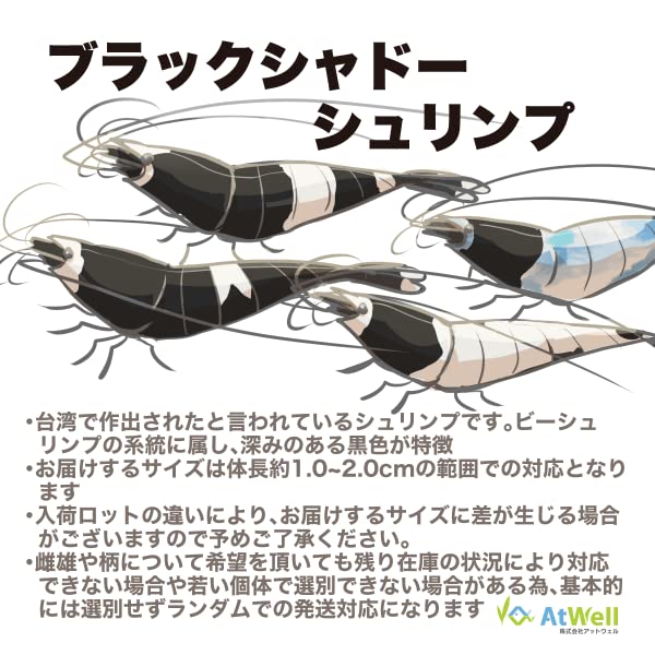 ※交渉中※シャドーシュリンプ30匹(ほぼブラック) Amazon | AtWell ブラックシャドーシュリンプ 5匹[生体] … | AtWell