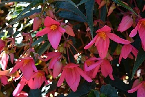 Pack x6 Begonia Boliviensis Bellavista® Rose Pink Trailing Plug Plants