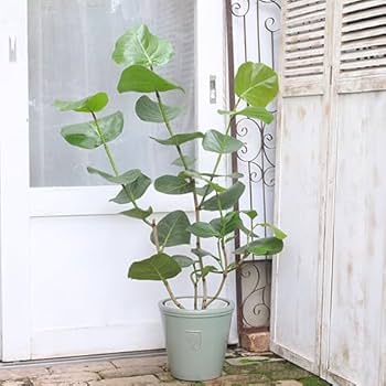 ［現品］96番　シーグレープ　曲がり　8号　観葉植物　大型　室内　ユニーク 現品］96番 シーグレープ 曲がり 8号 観葉植物 大型 室内