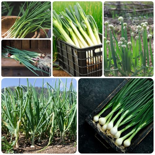 semillas de cebolleta, cebolletas lecho elevado, balcón del jardín cebolleta puerro jardín que cubren el suelo, 200pcs