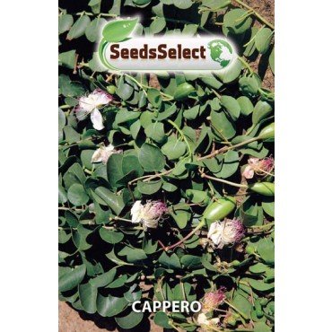 Semi Cappero Siciliano 2 Buste