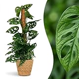 Green boutiQ - Plante d'intérieur - Monkey Mask - Monstera Adansonii sur tuteur - Vert - Entretien facile - 1 Plante - avec Panier - Pot 19cm - Hauteur 90cm