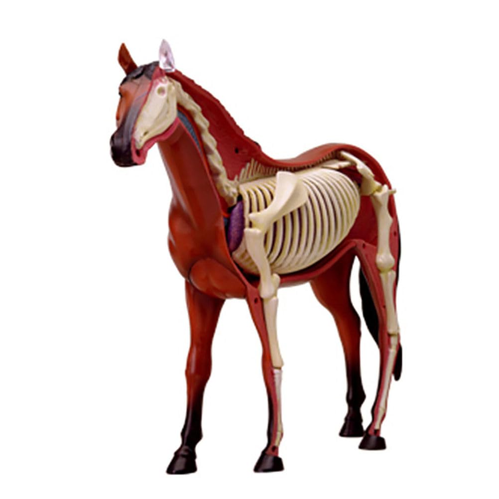 Genérico Modelo de Anatomía de Caballo 4D - Esqueleto de Animal, Biología Desmontable, 26 Partes para Clínica Veterinaria, Capacitación en Veterinaria y Demostración para la Escuela