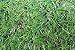 Cesped artificial Madeira 20 mm en rollos de 2x4 m