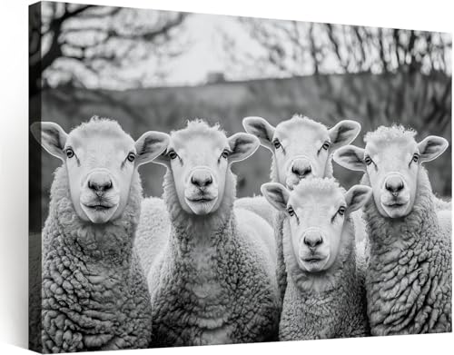Tableau Mouton Noir et Blanc cadre bois 40x30 cm pour deco salon