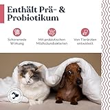 felmo Verdauungs-Paste für Hunde & Katzen 60ml Schnelle Linderung bei Durchfall Mit Flohsamenschalen, Probiotikum und Präbiotikum unterstützend bei Medikamentengabe und der Regenerationsphase