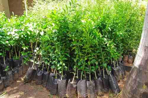 Muda Laranja Charmute