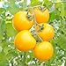 Brand New! Rare Yellow Pearl Tomato Seeds 30pcs/bag Dwarf Tomatoes Cherry Mini Tomato Bonsai Seeds Vegetable for Garden Plant