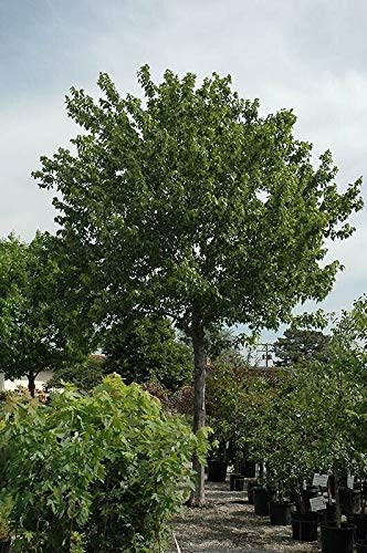 Live 10 Unrooted Red Maple (Acer Rubrum) Tree Cuttings 4-8” #TOP1