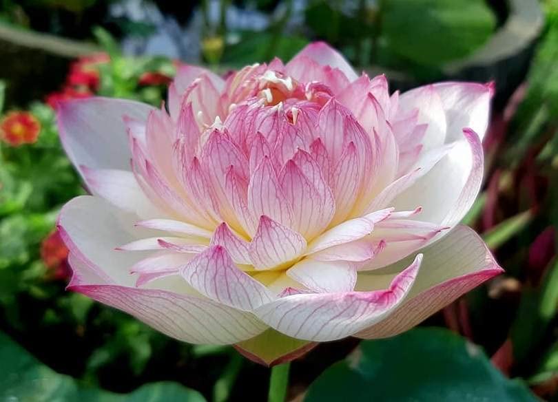 M Tech Gardens Rare Hybrid Lotus Flower Aquatic 10 Seeds for Growing (GORGEOUS PURPLE) (B0CVTMDCFJ) Amazon Price History, Amazon Price Tracker