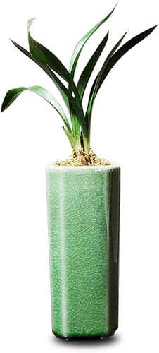 ZenMoon - Plantas de interior vivas con flores grandes y fáciles de cuidar con maceta mini