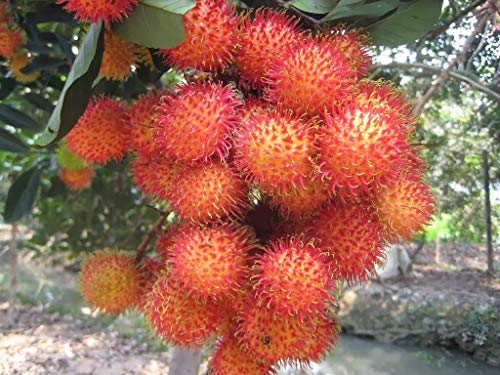 RubyShop724 5 Big Rambutan_Seeds Fruit_Seeds