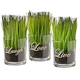 National Tree Company 6 IN Artificial Plant Sprouts in Soil, Live, Laugh, Love Set, Realistic Fake Potted Plant, Glass Cup, Set of 3