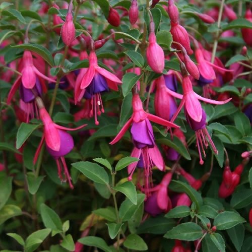 Fuchsia Tom Thumb - Outdoor Plants Garden Ready - Gorgeous Flowering Upright Garden Shrub - Hardy Plant for Pots, Containers, Flower Beds and Borders (3 Litre Pot, 20-40cm)