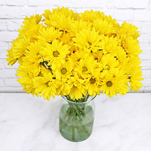 Amazon Best Sellers Best Fresh Cut Daisies