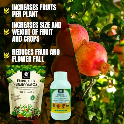 Image of OrganicDews Enriched Vermicompost 1 Kg + Liquid Seaweed Fertilizer 250ml Bio Stimulant - Plant Growth Enhancer, Soil Conditioner for Indoor & Outdoor