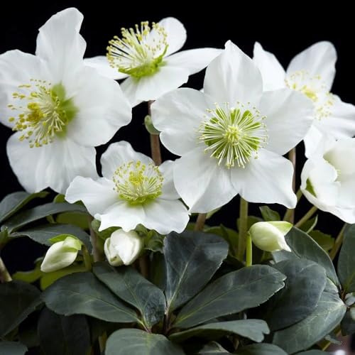 Plant Theory Christmas Rose Hellebore Perennials Flowering P