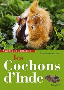 Les Cochons d'Inde