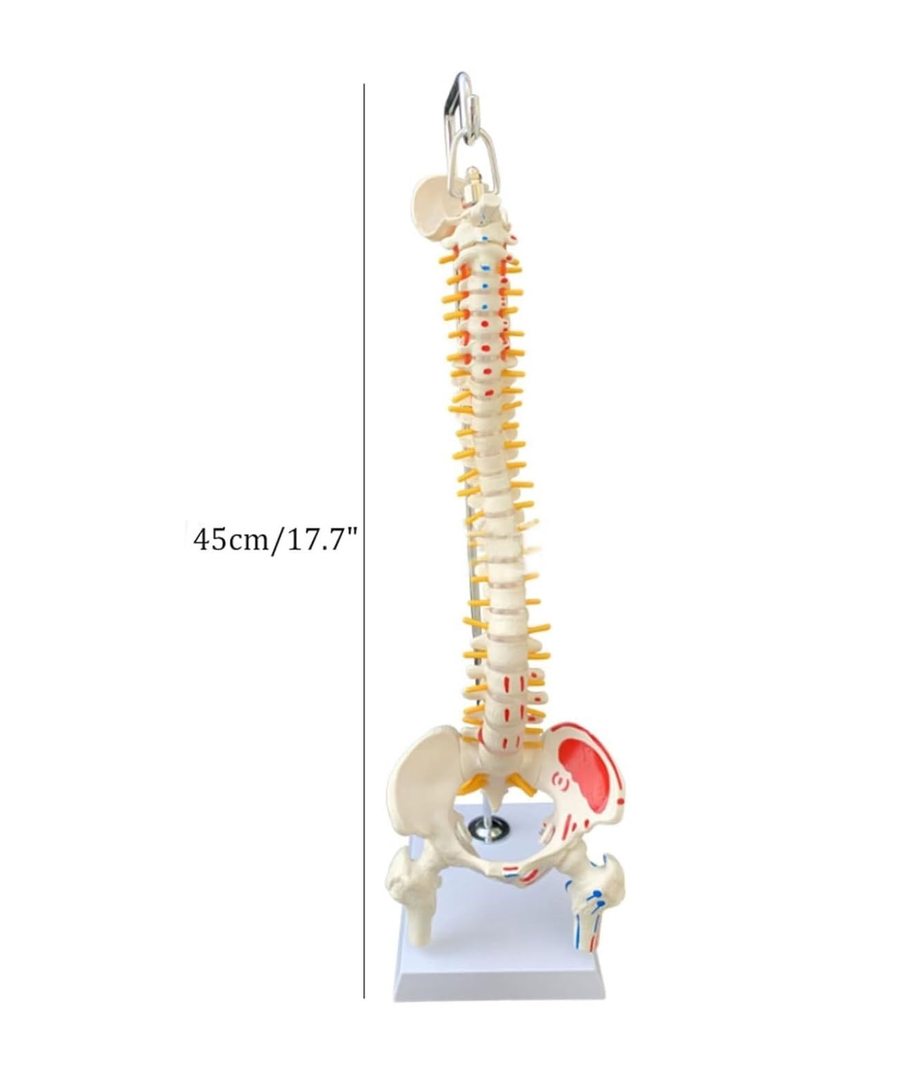 Human Organ Model Modello Di Anatomia Della Colonna Vertebrale Umana Con Risorse Didattiche Mediche Pelviche Per Lo Strumento Didattico Per Studio Del'anatomia Dello Scheletro Organi Educativi