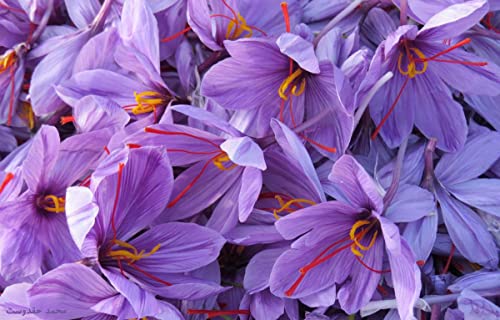 Image of IMP. Saffron | Crocus Excellent Quality Flower Bulbs for Attractive Aromatic Flowers Home Outdoor Gardening Plants Flowering Bulbs (pack of 12, Sativus Saffron)