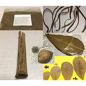 Seemandelboom set voor garnalen, kreeften en co – voer, bladeren, schors, zaaiamandel – bliksemverzending