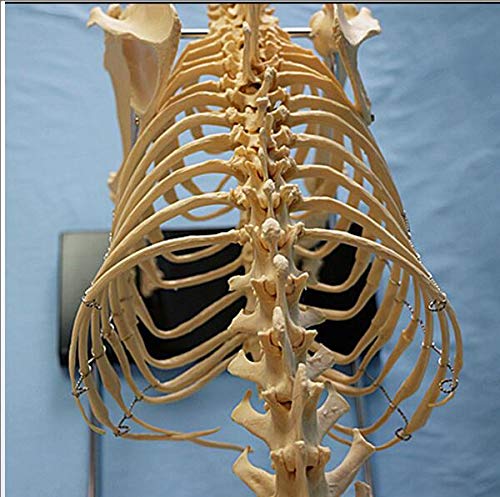 Hund Tieranatomie Extra Groß Hundeskelett Exemplar Modell Tieranatomie Lehrmodell Hunde 87X38X65CM Mit Kunststoffhalter Für Schule Krankenhaus