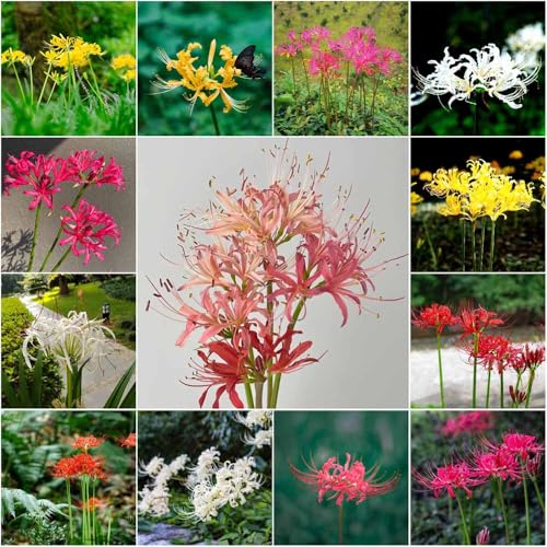 bulbos de lirio araña perennes perennes resistentes bulbos primavera - raras - exóticas techos verdes 2pcs