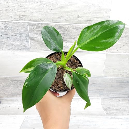 Philodendron Green Congo Live Rare Exotic Tropical Indoor House Plants