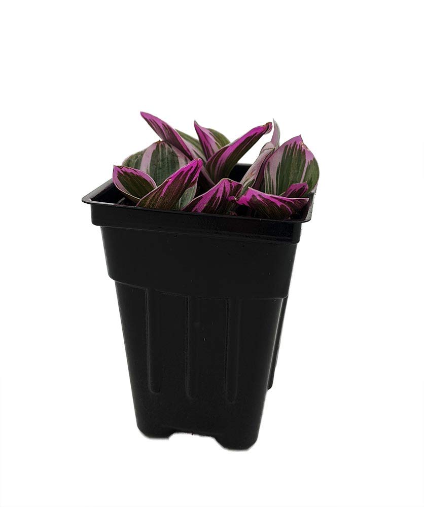 Rare Nanouk Pink Tradescantia - 2.5" Pot - Collector's Series
