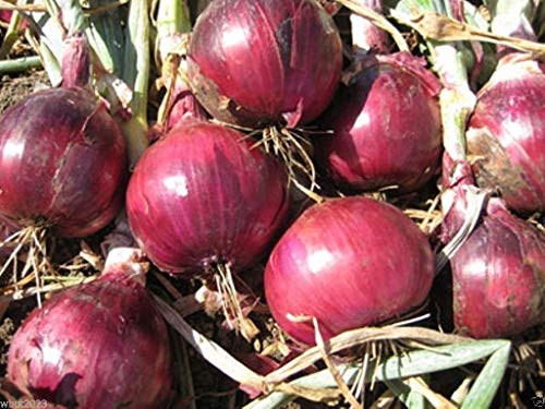 Homely 110Red Grano Onion Organic Non-GMO Texas Grown Seeds 110 Days Short Day Sweet Bonsai Seeds