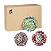 Beyblade Burst Rise Hypersphere Battle Heroes 3-Pack - Ace Dragon D5, Rudr R5, Viper Hydrax H5 Battling Game Tops, Toys Ages 8 and Up (Amazon Exclusive)