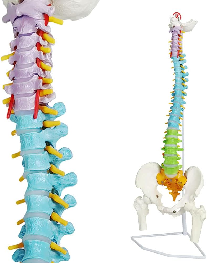 NEW HORIZON Life Size Spine Model,34" Medical Color Coded Anatomical Super Flexible Spine Model with Pelvis,Femur Heads,Vertebrae, Nerves, Arteries, Lumbar Column, Includes Stand (3 Motnhs Warranty)