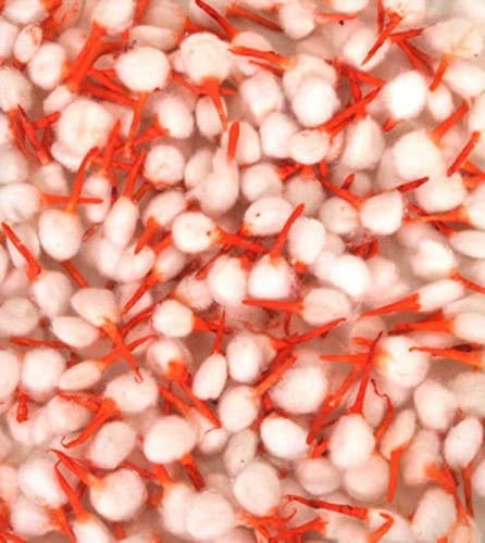 140 Hindu Cotton Wicks (Aarti, Arti Jyot Jot Batti Bati) for Diya Diva-Used for Lighting Lamp in Temple Home for Puja Pooja Religious Ceremony (Diwali puja, Navratre Puja/Pooja)