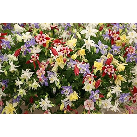 Just Seed Aquilegia McKanas Giant Mixed Seeds Cover