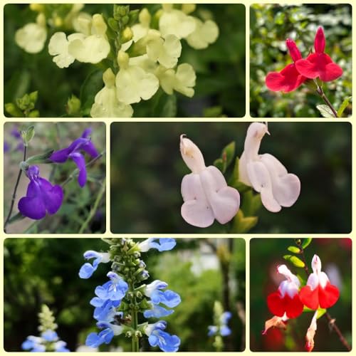 Semi di salvia, Le da giardino sono Semi di Salvia japonica, prodotti sostenibili 300pcs