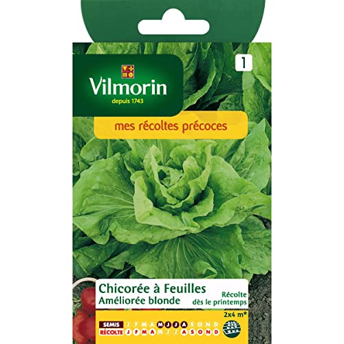 Chicorée à Feuilles Améliorée Blonde