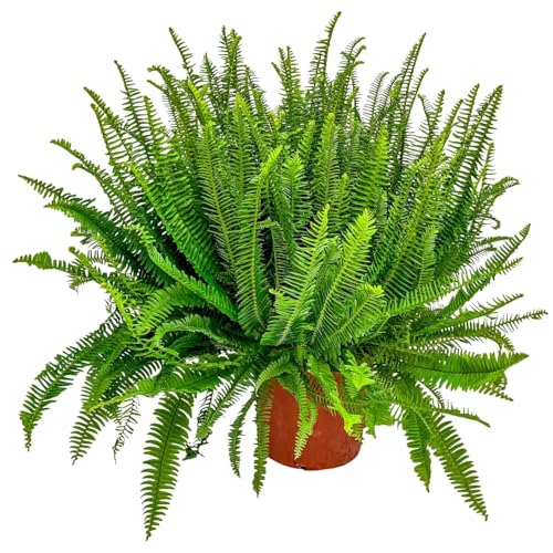 Tropical Plants of Florida - Kimberly Queen Fern Plant -