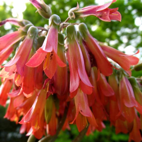 Kalanchoe Mother Of Thousands Succulent Live Plant 2-4" Tall, In 2.5" Pot #TOP6