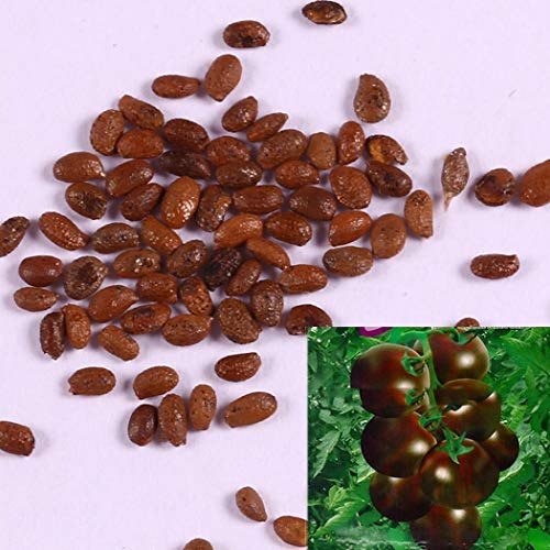 Tiowea Fresh Flower Vegetable Seeds Cornflower Verbena Salad Tomato Red Celery Garden Flower Seeds