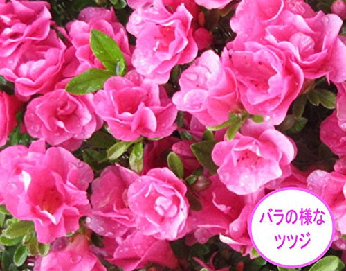 Amazon.co.jp: 珍しい四季咲きツツジがこのボリューム！5.5号(16.5cm