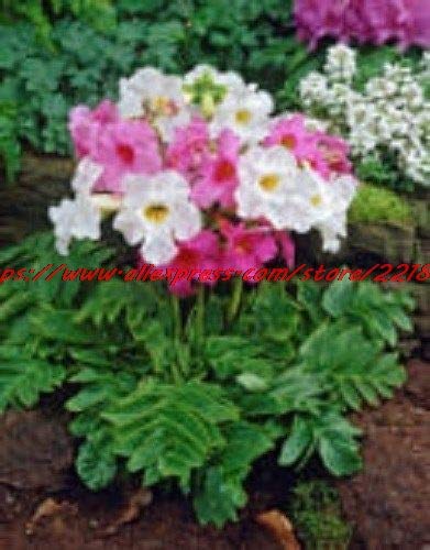 Green Seeds Co. flores Garden Flower 25pcs / pack INCARVILLEA HARDY GLOXINIA/CREMA & amp; ROSY PURPLE MIX PERENNIAL FLOWER bonsaiS