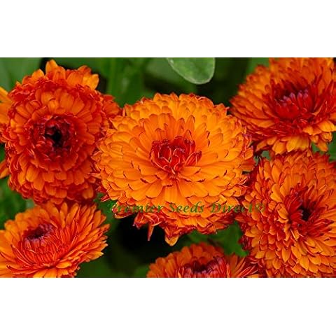 Premier Seeds Direct Calendula Neon Flower Seeds Cover