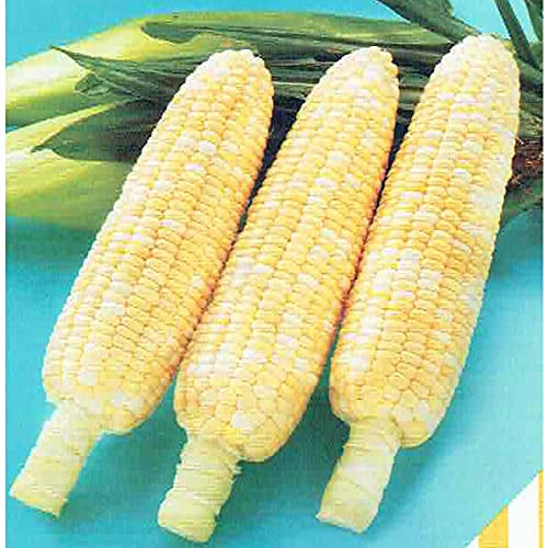 【最終値下】ドルチェドリーム スイートコーン 4000粒 最終値下】ドルチェドリーム スイートコーン 4000粒