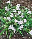 Tradescantia x andersoniana 'Osprey' ca. 9x9 cm Topf - Dreimasterblume, weiße Blüten, Blütezeit Mai-August, ideal für Rabatten, pflegeleicht und winterhart