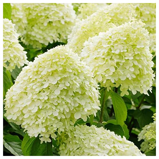 Hydrangea Limelight Spreading Deciduous Flowering Potted Outdoor Garden Shrub (20-30cm (Incl. Pot))
