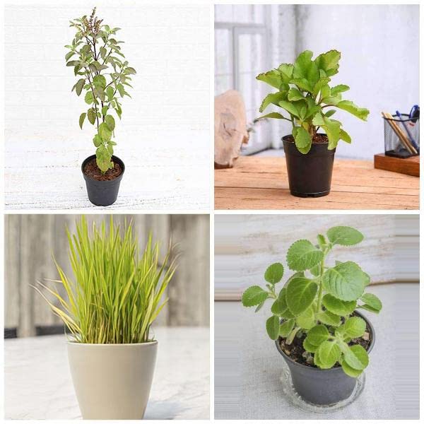 Mphmi NCR Winter Plants Top 4 Plants For Healthy Homes Mexican mint
