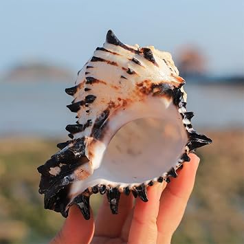 Conch 3-4 Inches Seashells Large Natural Sea Shells for Aquarium Fish for Tank and for Shell Collectors Fish Tank Shell Decorations