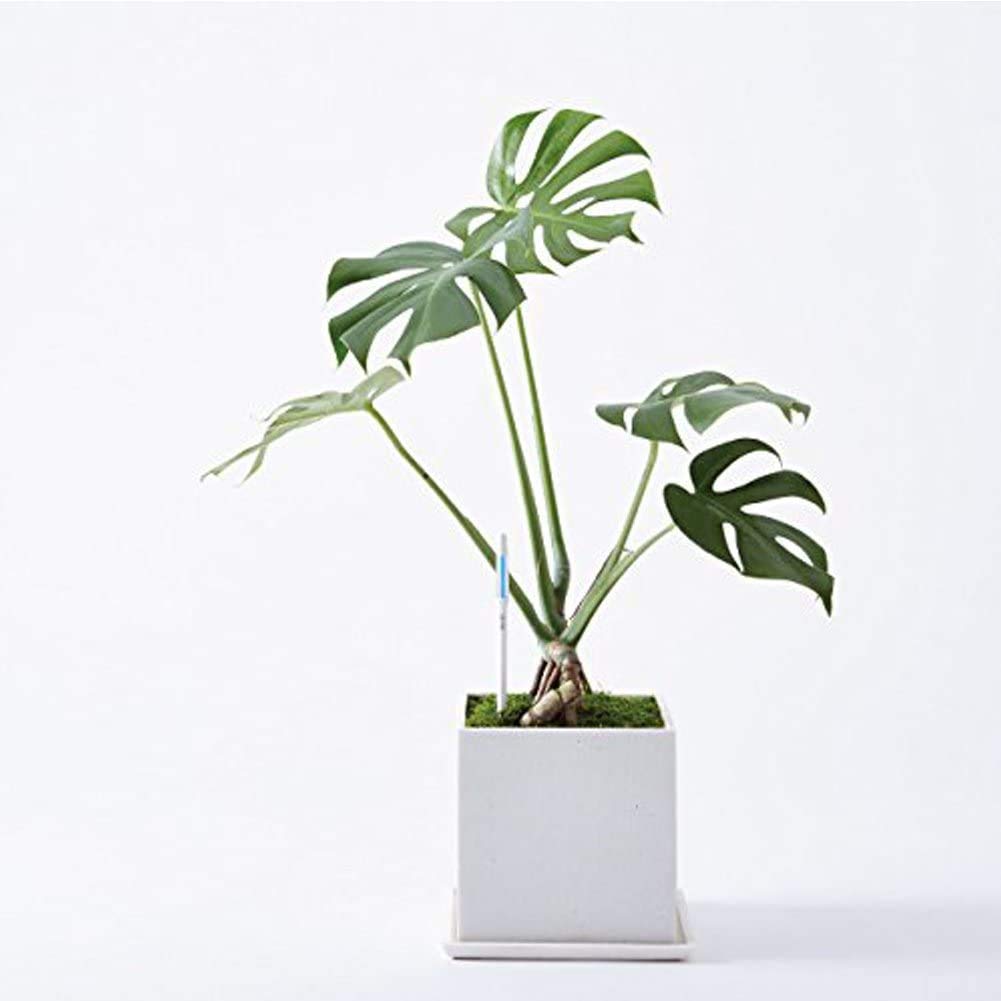 IPPINKA Sustee Aquameter Set de 4, sensor de humedad de suelo para plantas, (blanco, grande, recargable)