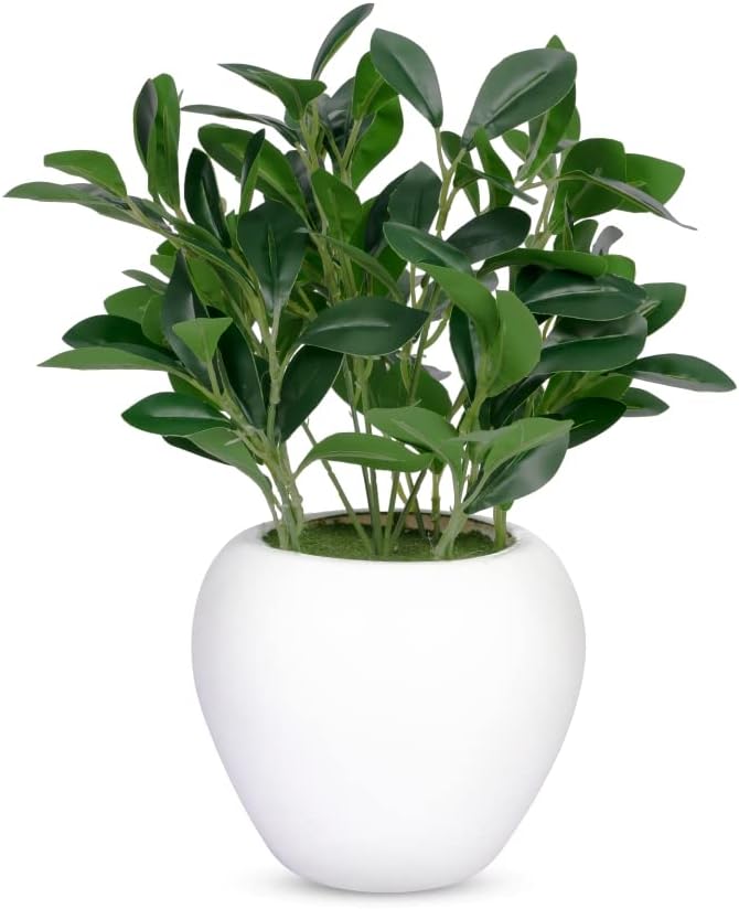 fancymart Artificial Rubber Plant in 6 inch White Apple Pot (Height 32 cm) for Home and Office Decor Plants for Decoration, Realistic Green Decorative for Interior, Living Room, Office Desk